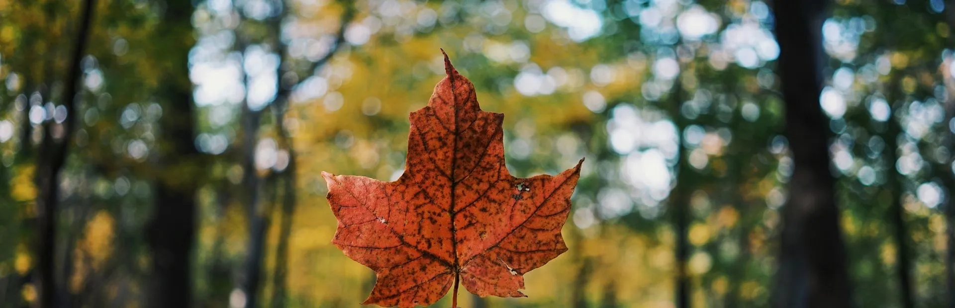 Seguro de Viaje a<br> Canadá