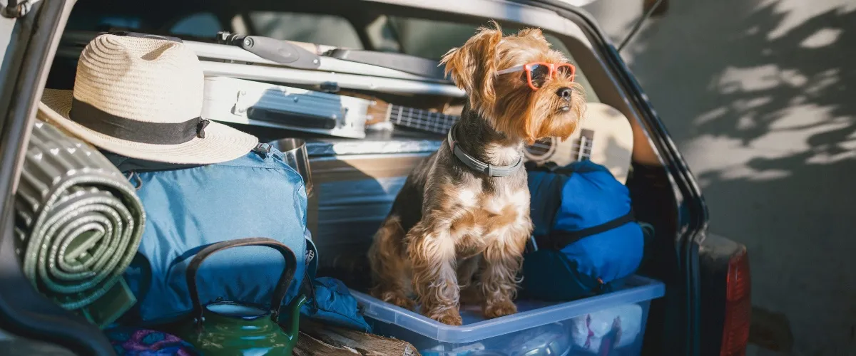 Documentación para viajar con mascotas