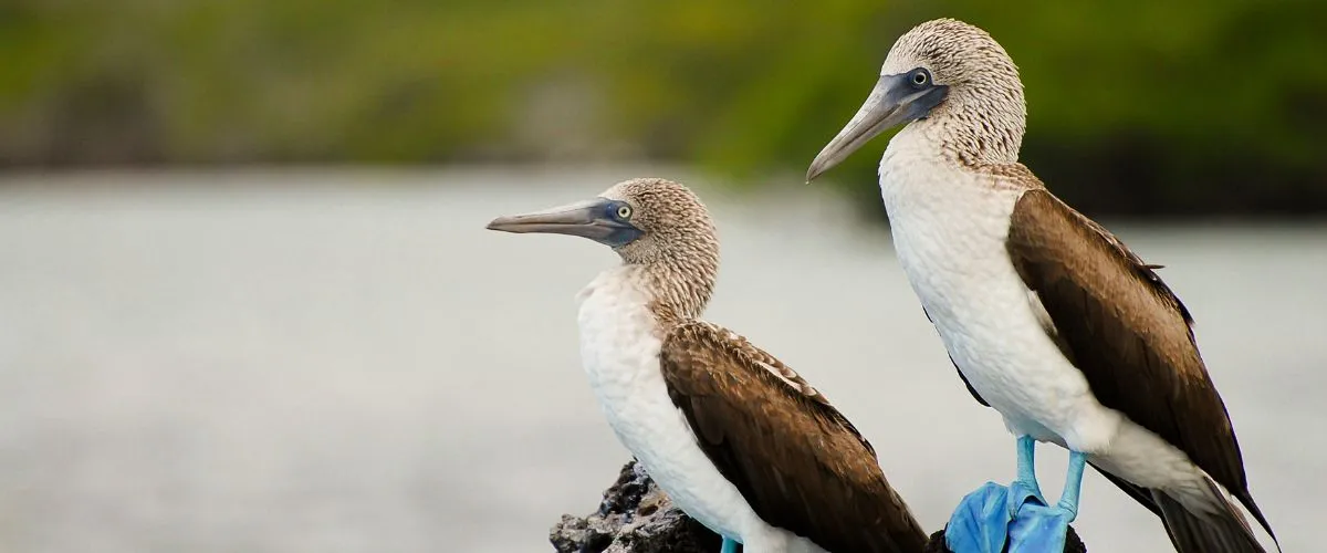 Islas Galapagos Seguro de viaje AXA