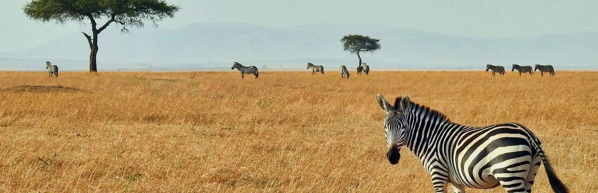 Seguro de Viaje a<br> Kenia