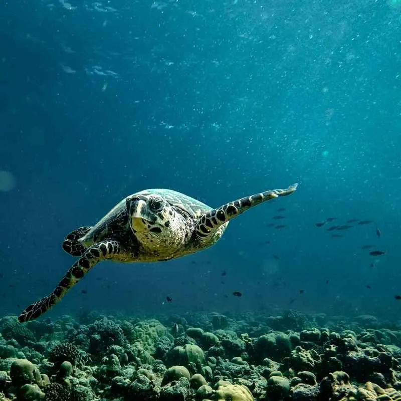 Maldivas Tortugas