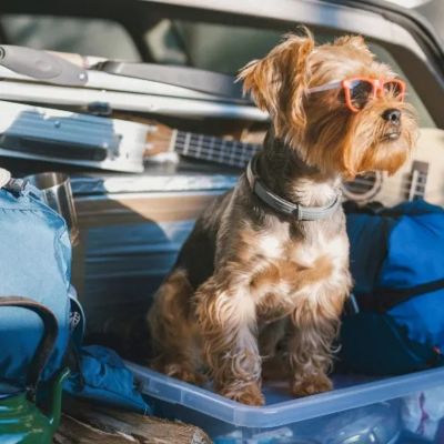 Documentación para viajar con mascotas