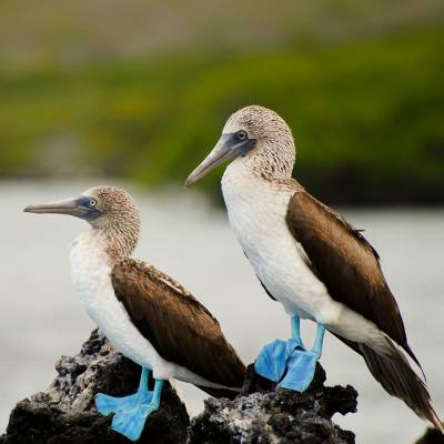 Motivos por los que viajar a las Islas Galápagos