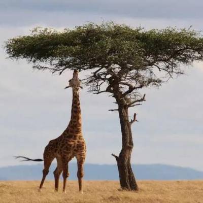 Seguro de viaje a Kenia