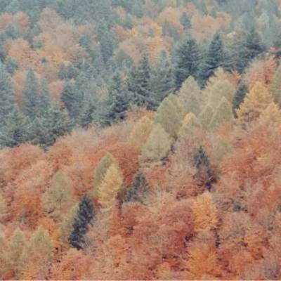 Consejos para tus vacaciones en la Selva Negra