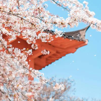 ¿Cuál es la mejor época para viajar a Japón y ver cerezos?